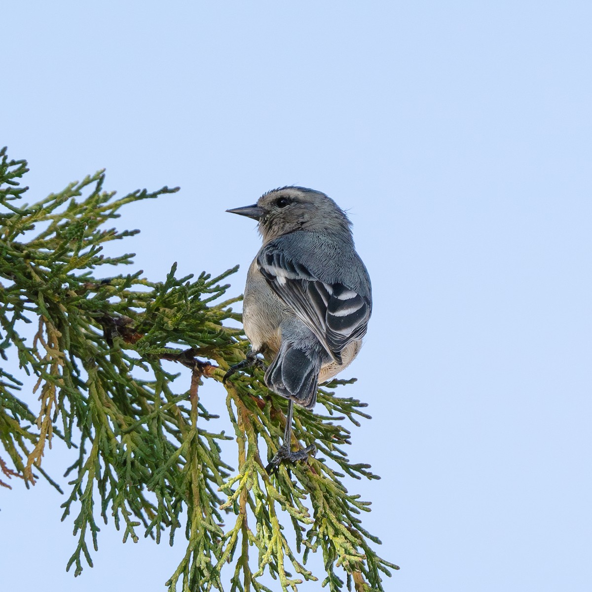 Cinereous Conebill - Alan Godoy Parra