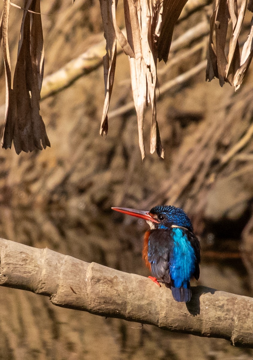 Blue-eared Kingfisher - ML623918128