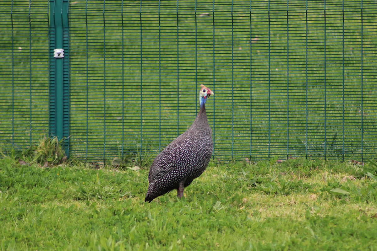 Helmeted Guineafowl - Rob McKellar-Basset