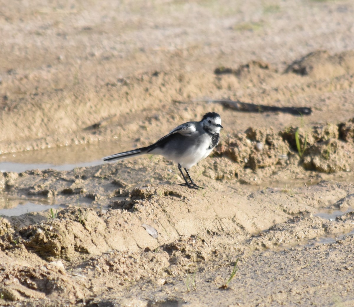 White Wagtail - Bill Tweit