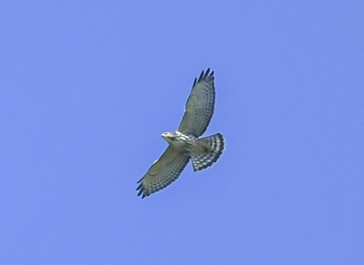 Broad-winged Hawk - ML623918196