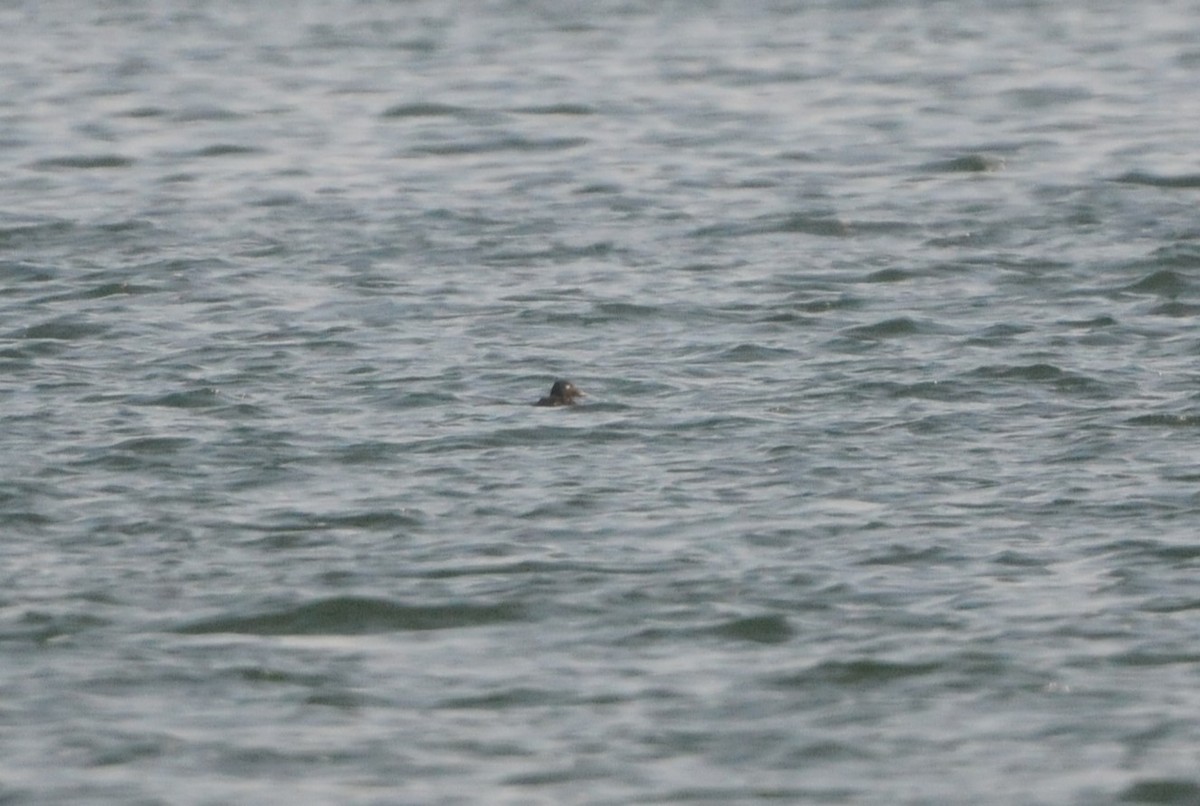 White-winged Scoter - Kurt Hennige