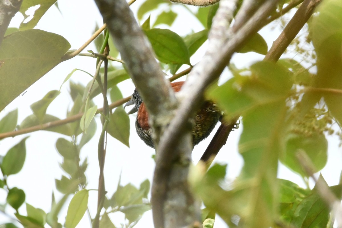 Lined Antshrike - Carlos Proaño