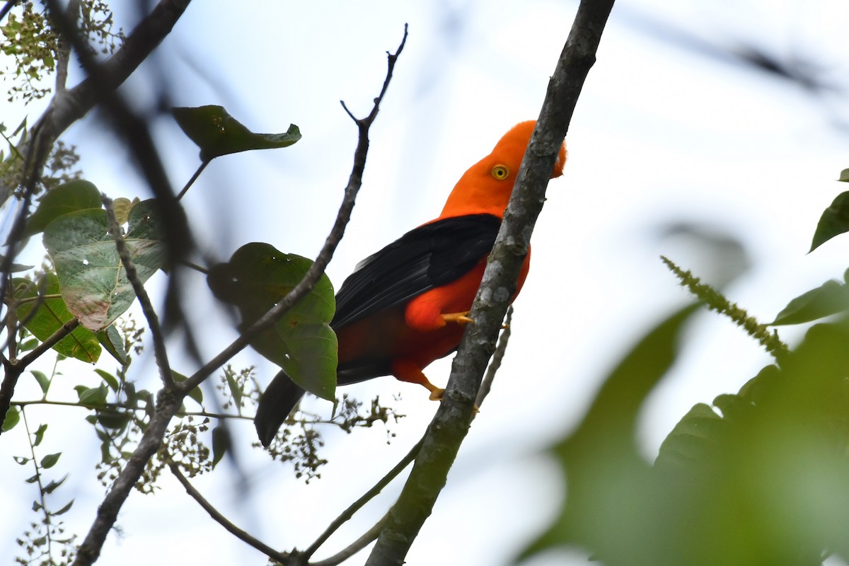 Andean Cock-of-the-rock - ML623918237