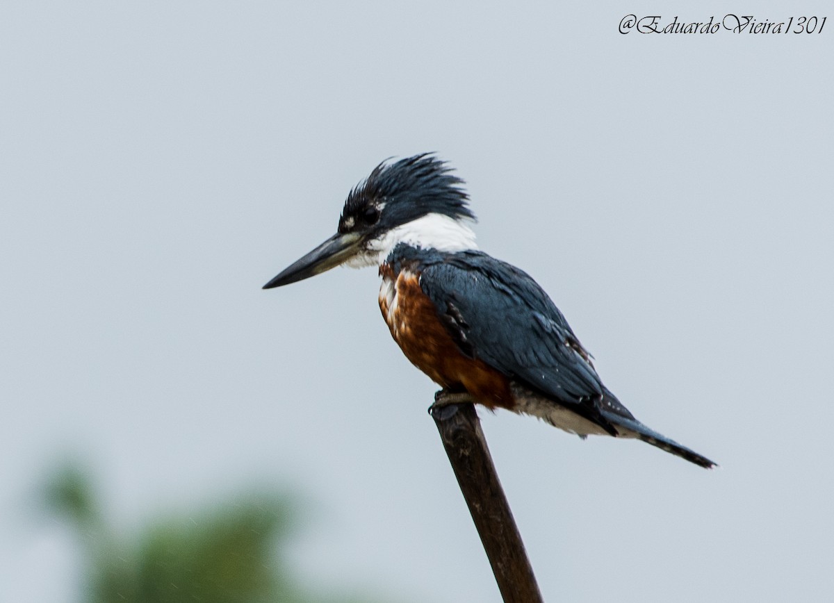 Ringed Kingfisher (Northern) - ML623918269