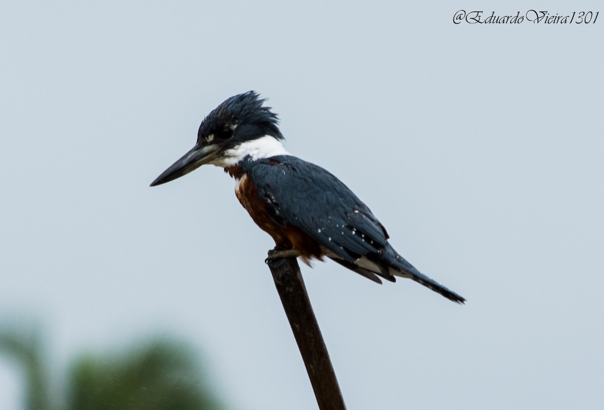 Ringed Kingfisher (Northern) - ML623918270