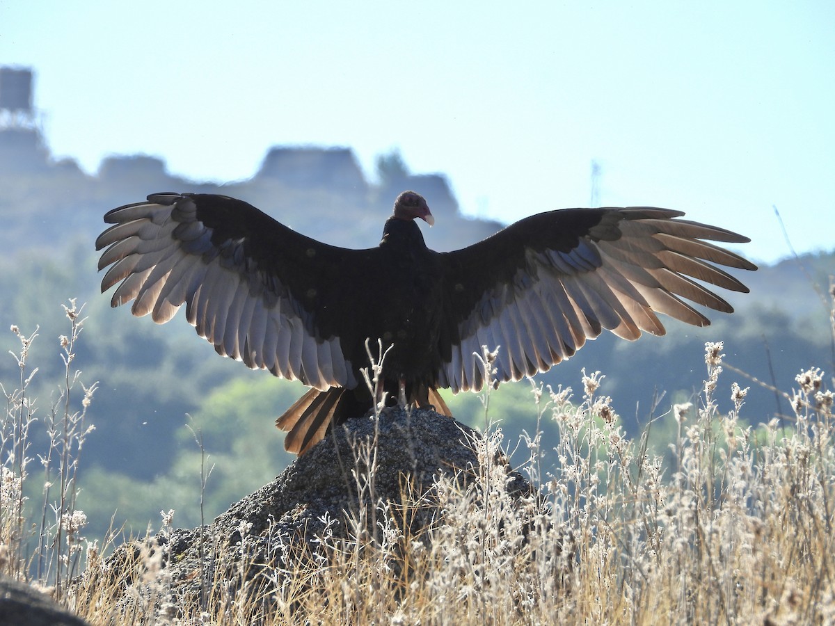 Turkey Vulture - ML623918279