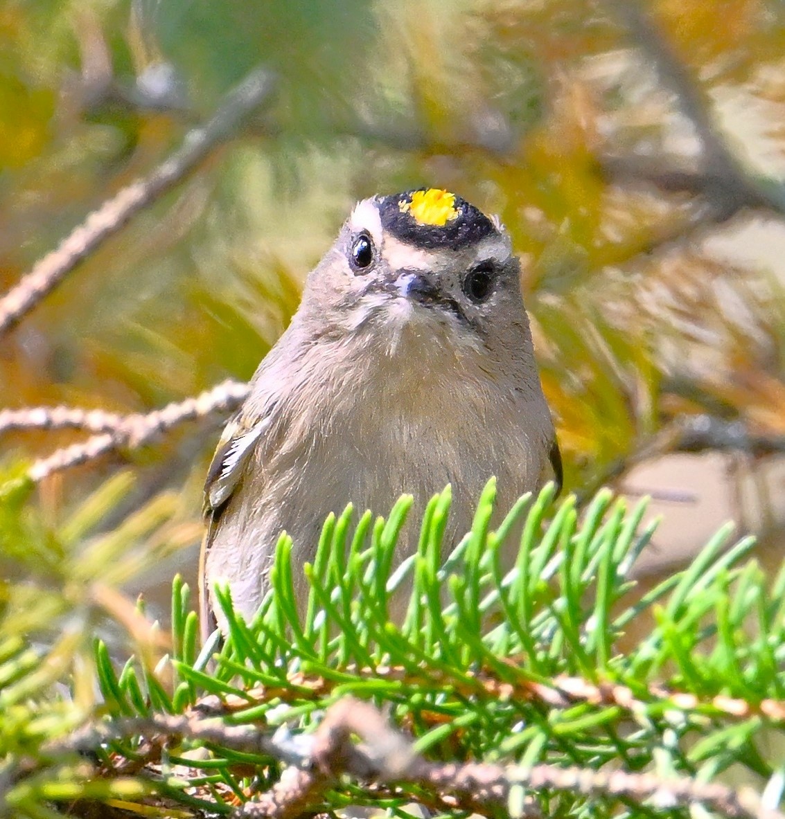 Golden-crowned Kinglet - ML623918296