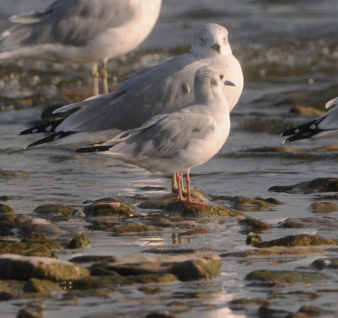 Bonaparte's Gull - ML623918301