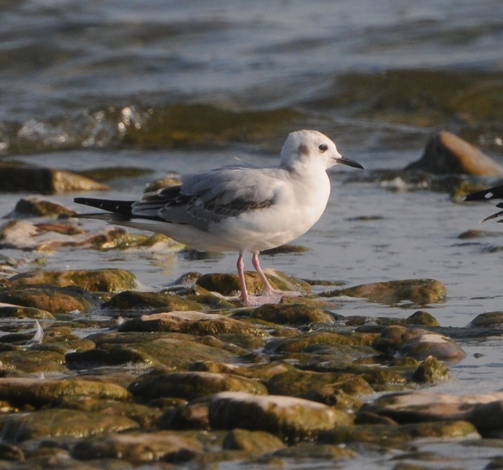 Bonaparte's Gull - ML623918303