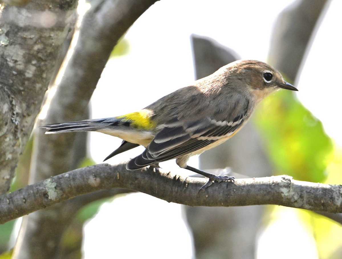 Yellow-rumped Warbler - ML623918307