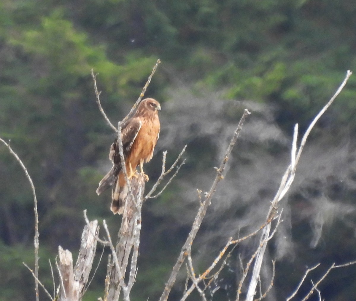 Northern Harrier - ML623918313