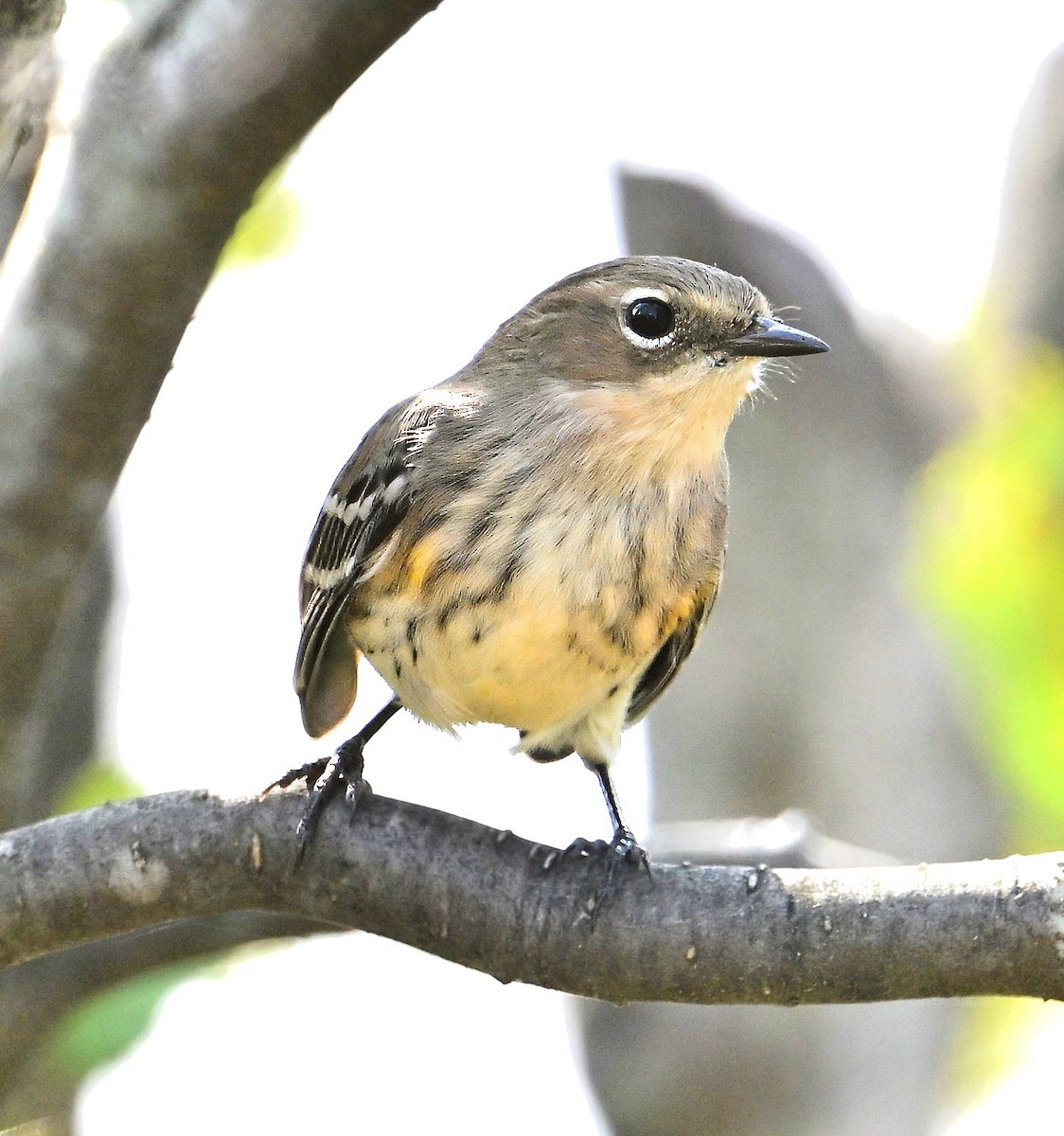 Yellow-rumped Warbler - ML623918321