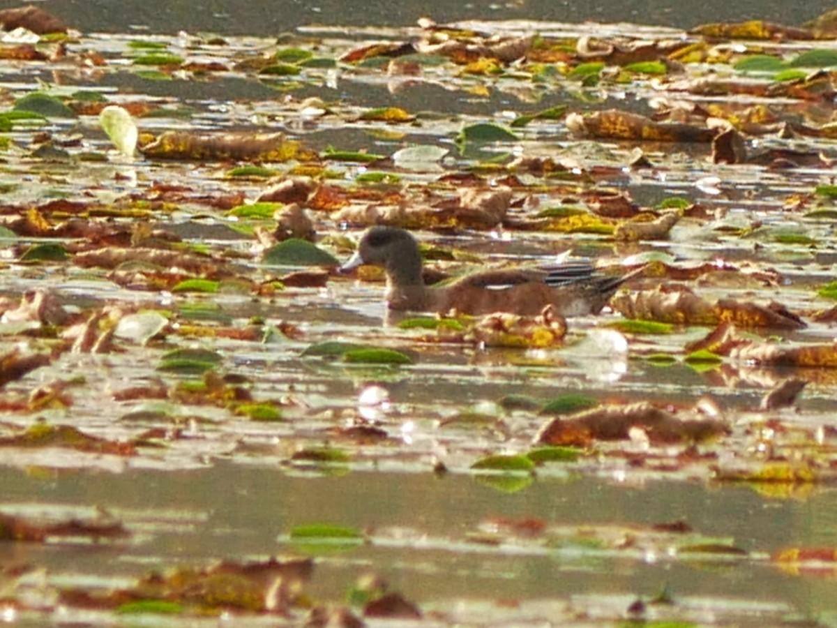 American Wigeon - Gérard  Viens