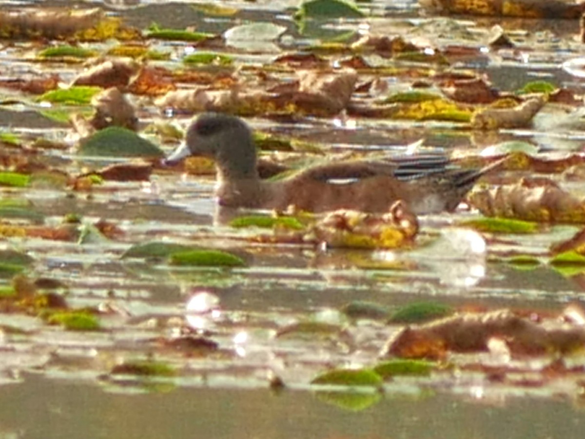 American Wigeon - Gérard  Viens