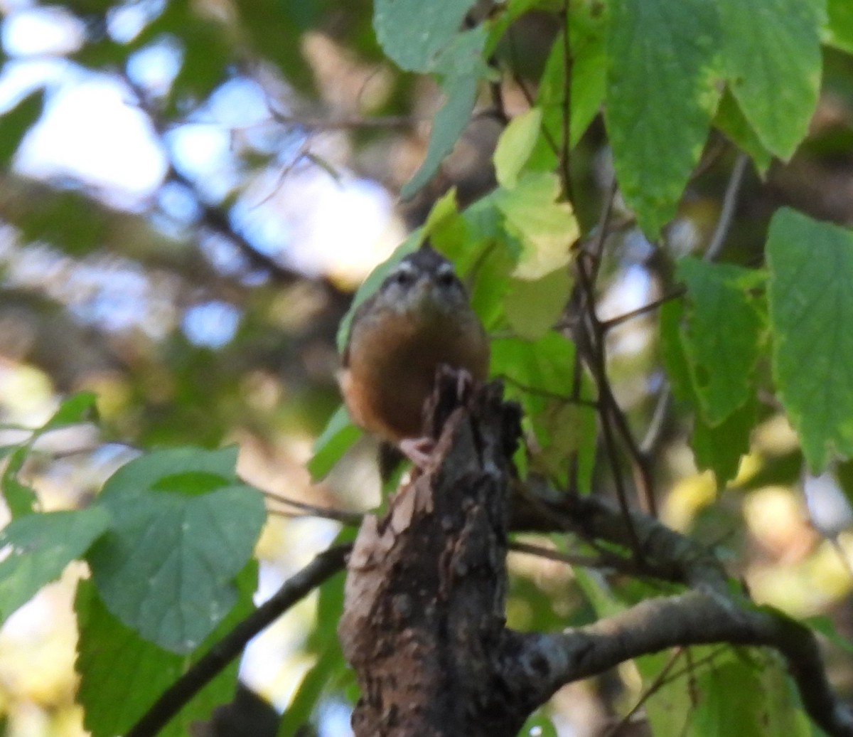 Carolina Wren - ML623918334