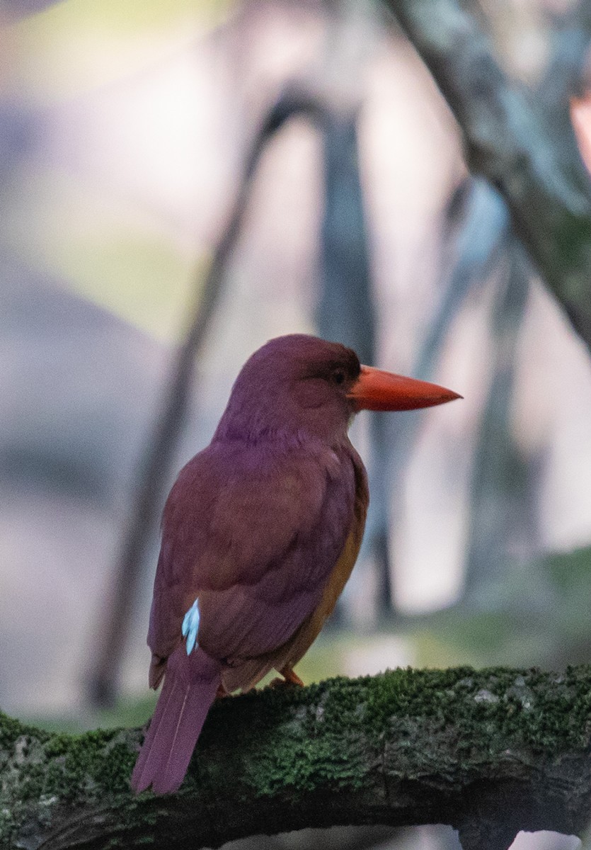 Ruddy Kingfisher - ML623918351