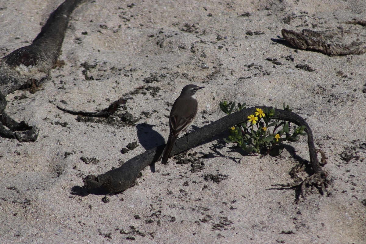 Cape Wagtail - ML623918361