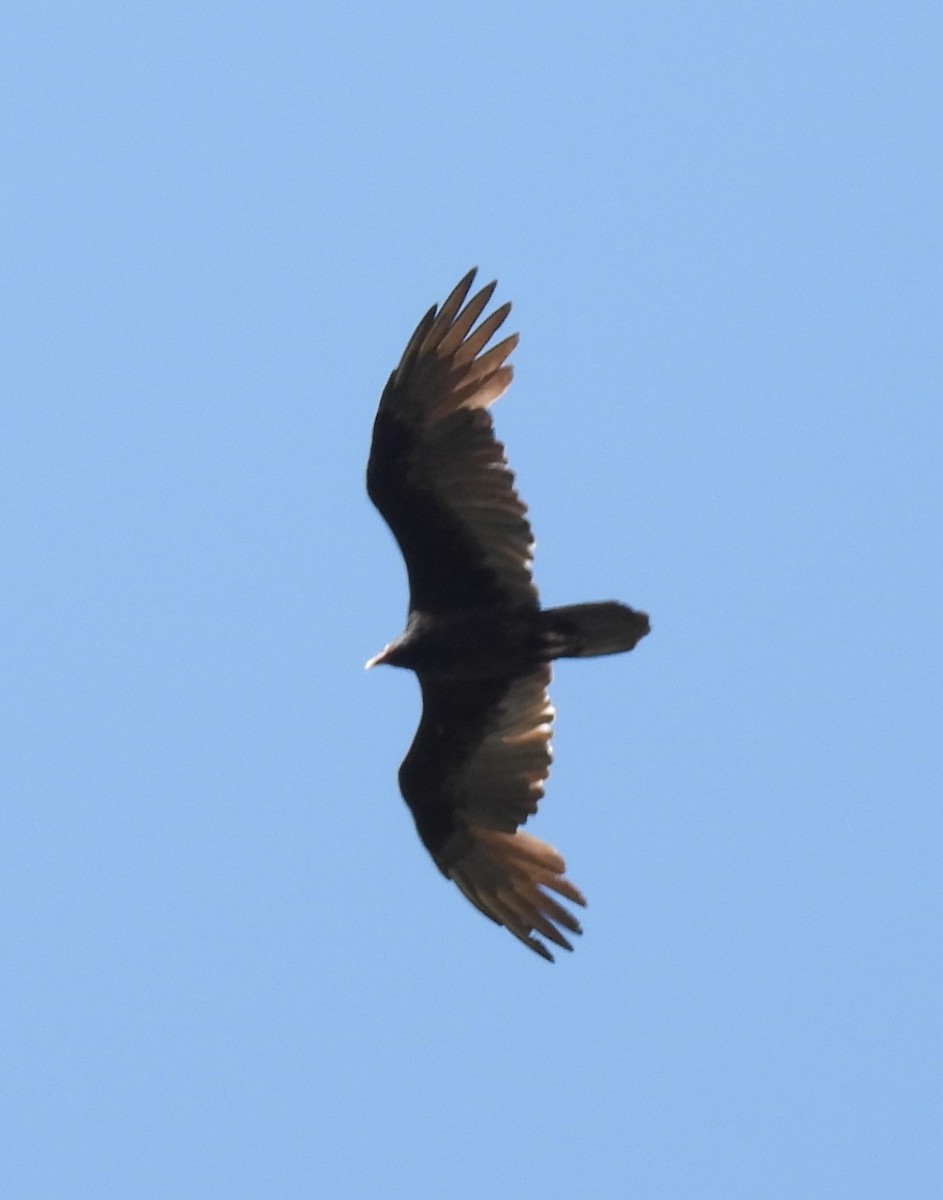 Turkey Vulture - ML623918365