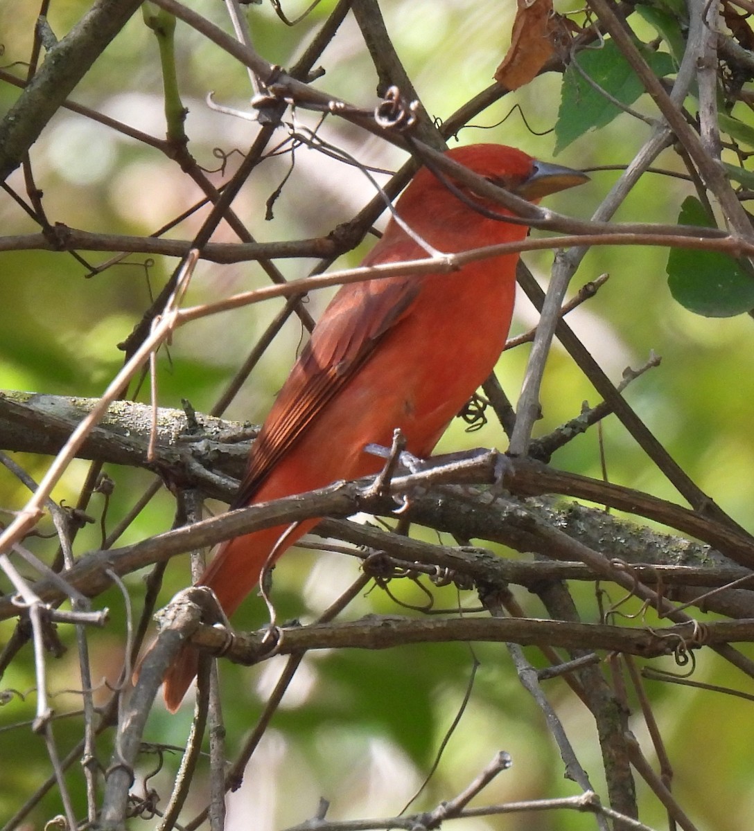 Summer Tanager - ML623918371