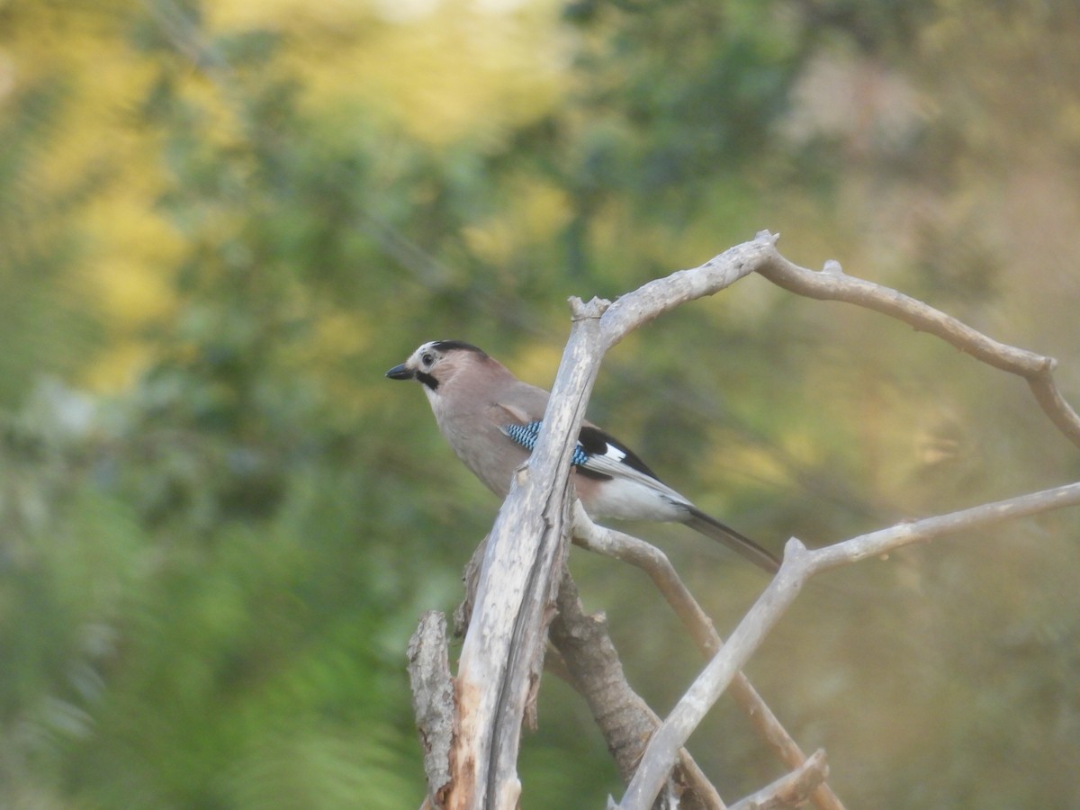 Eurasian Jay - ML623918384