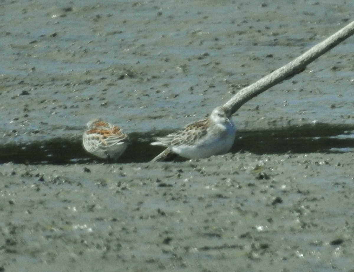 Western Sandpiper - Kent Miller