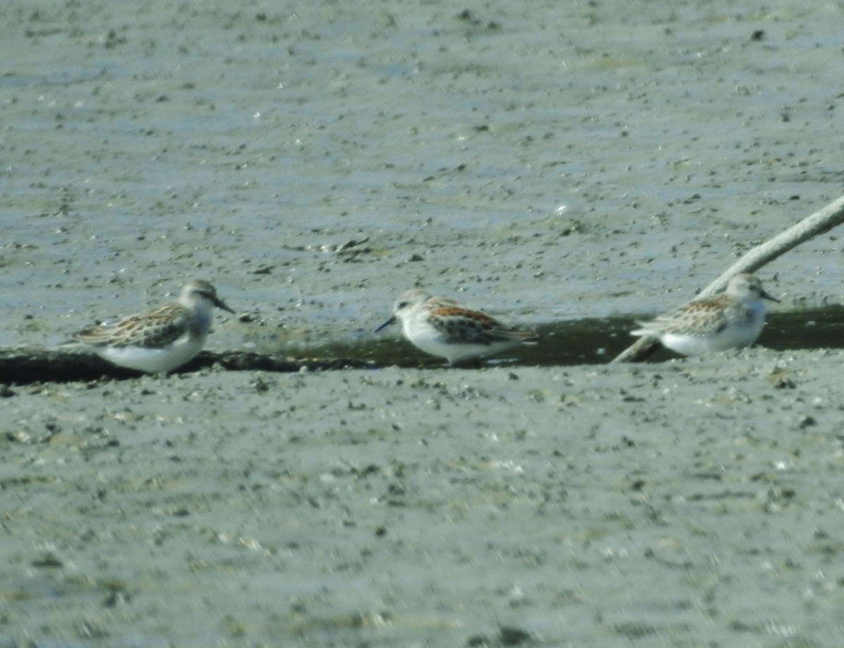 Western Sandpiper - Kent Miller