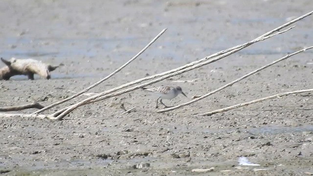 Alaska Kumkuşu - ML623918394