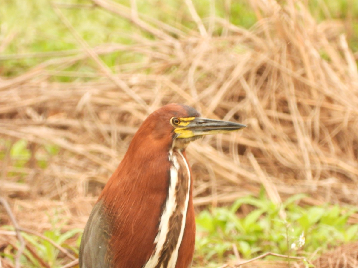 Rufescent Tiger-Heron - ML623918396