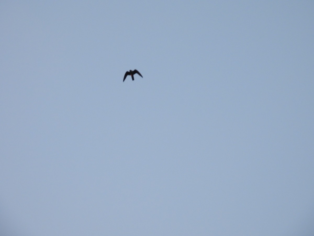 Eurasian Hobby - ML623918436