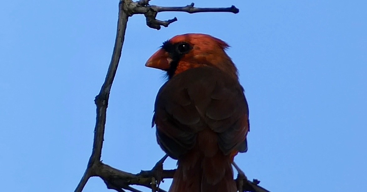 Northern Cardinal - ML623918437