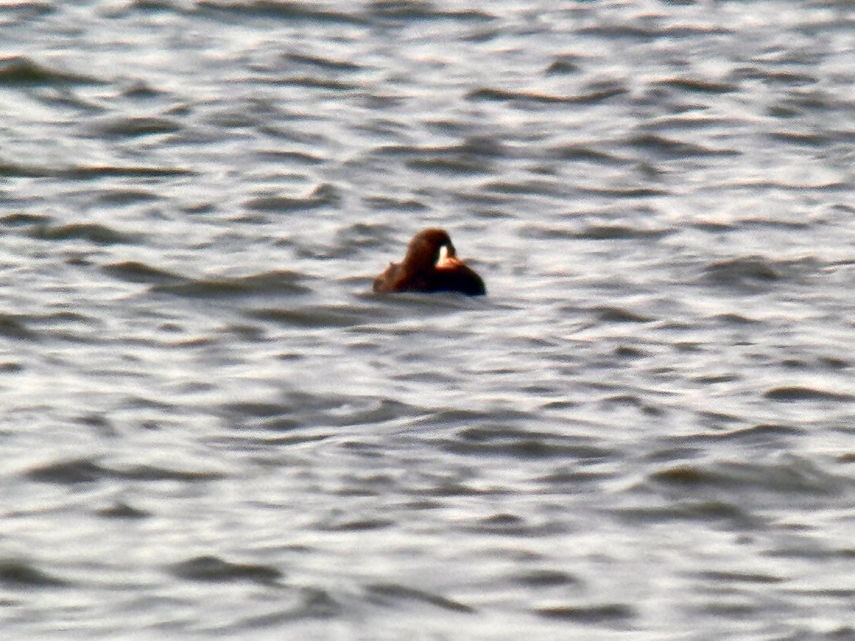 Velvet Scoter - Detlef Buettner