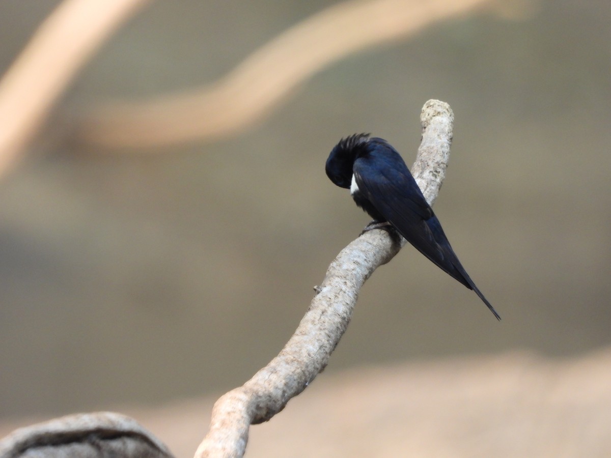 White-banded Swallow - ML623918454