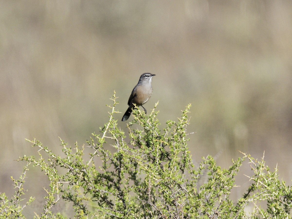 Karoo Scrub-Robin - ML623918460