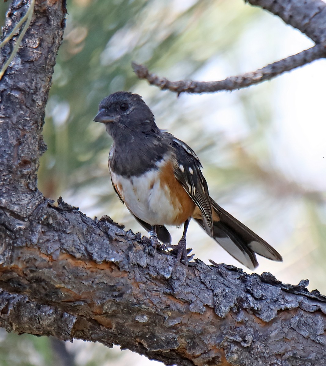 Spotted Towhee - ML623918466