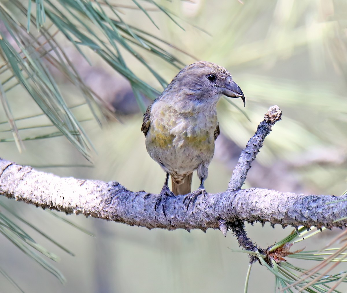 Red Crossbill - ML623918479