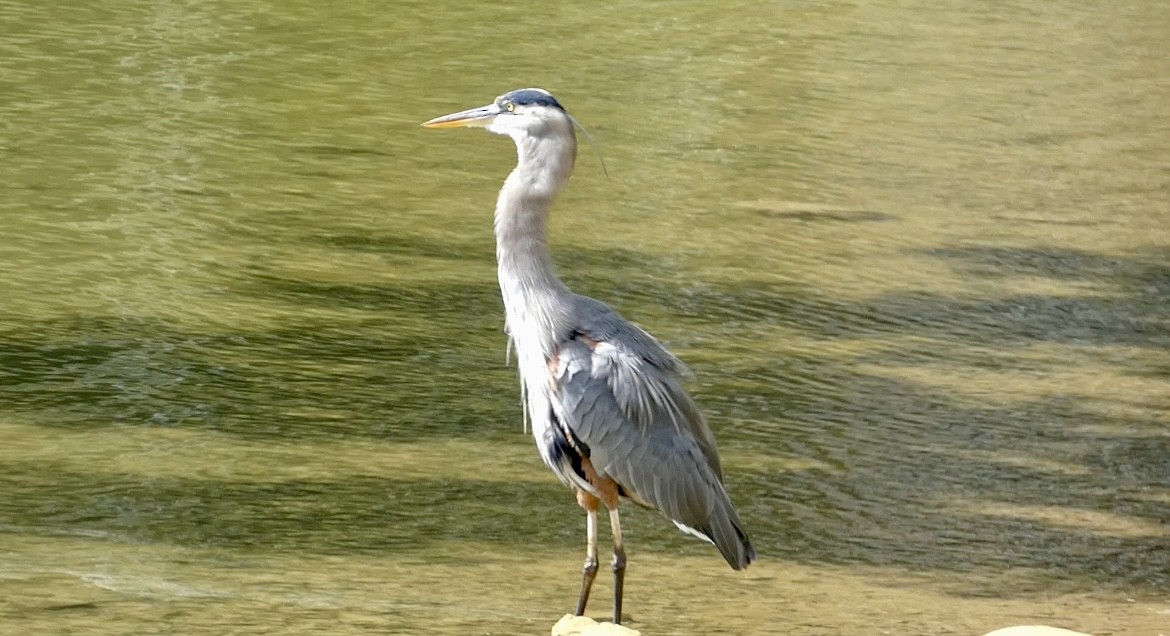 Great Blue Heron - ML623918482