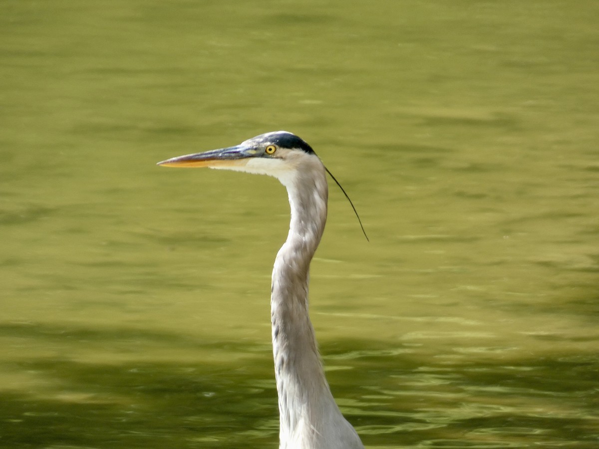 Great Blue Heron - ML623918483