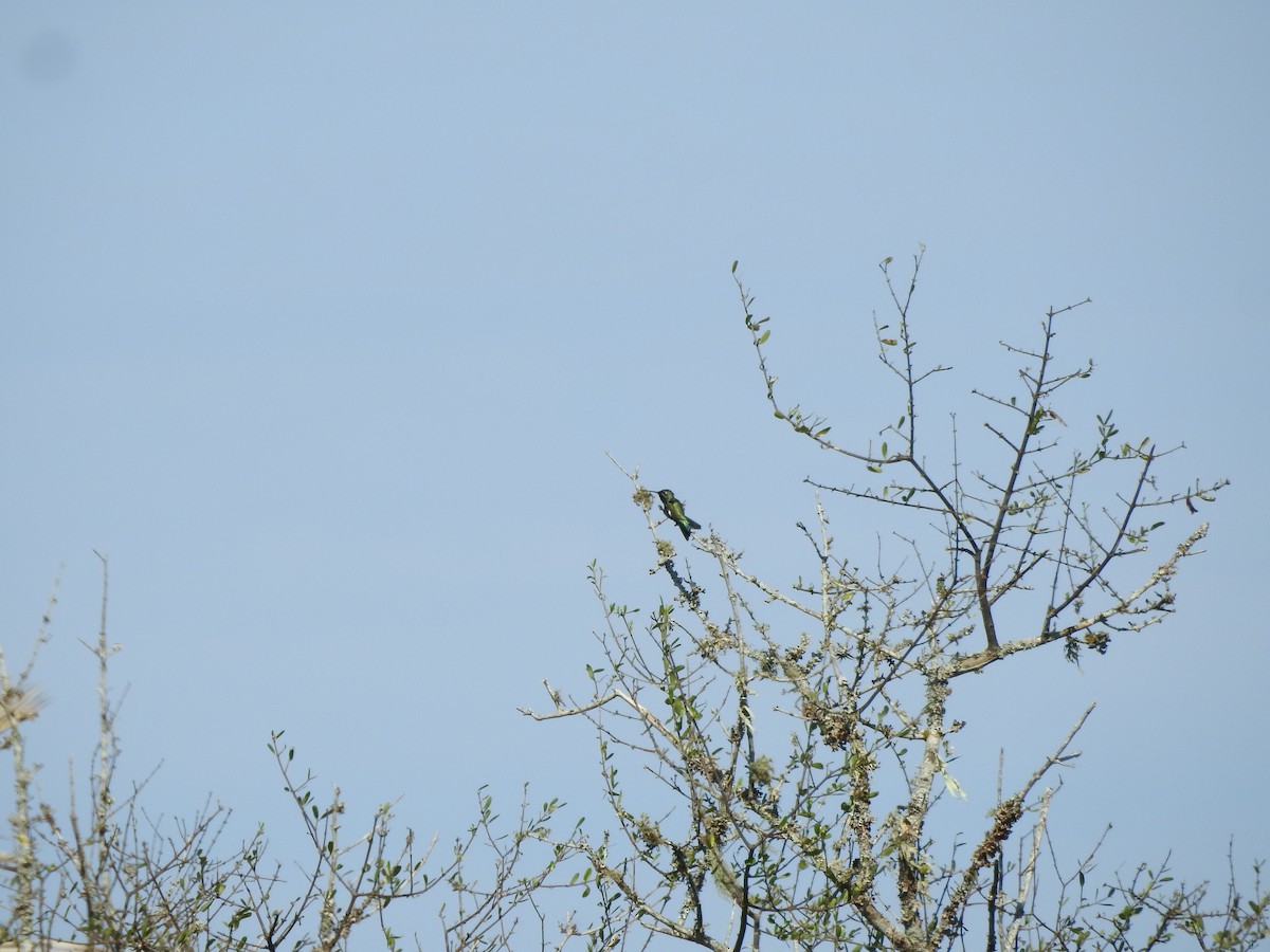 Colibrí de Barbijo - ML623918484