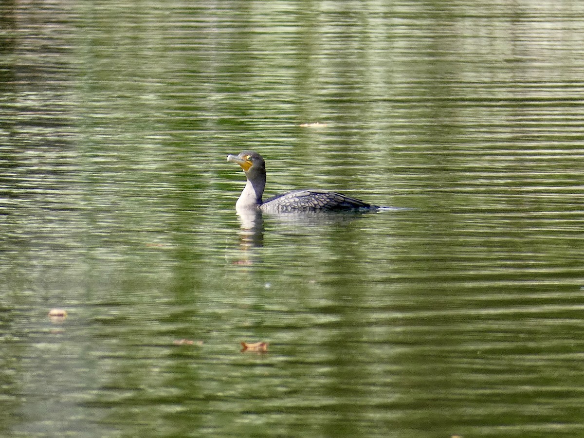 Double-crested Cormorant - ML623918486