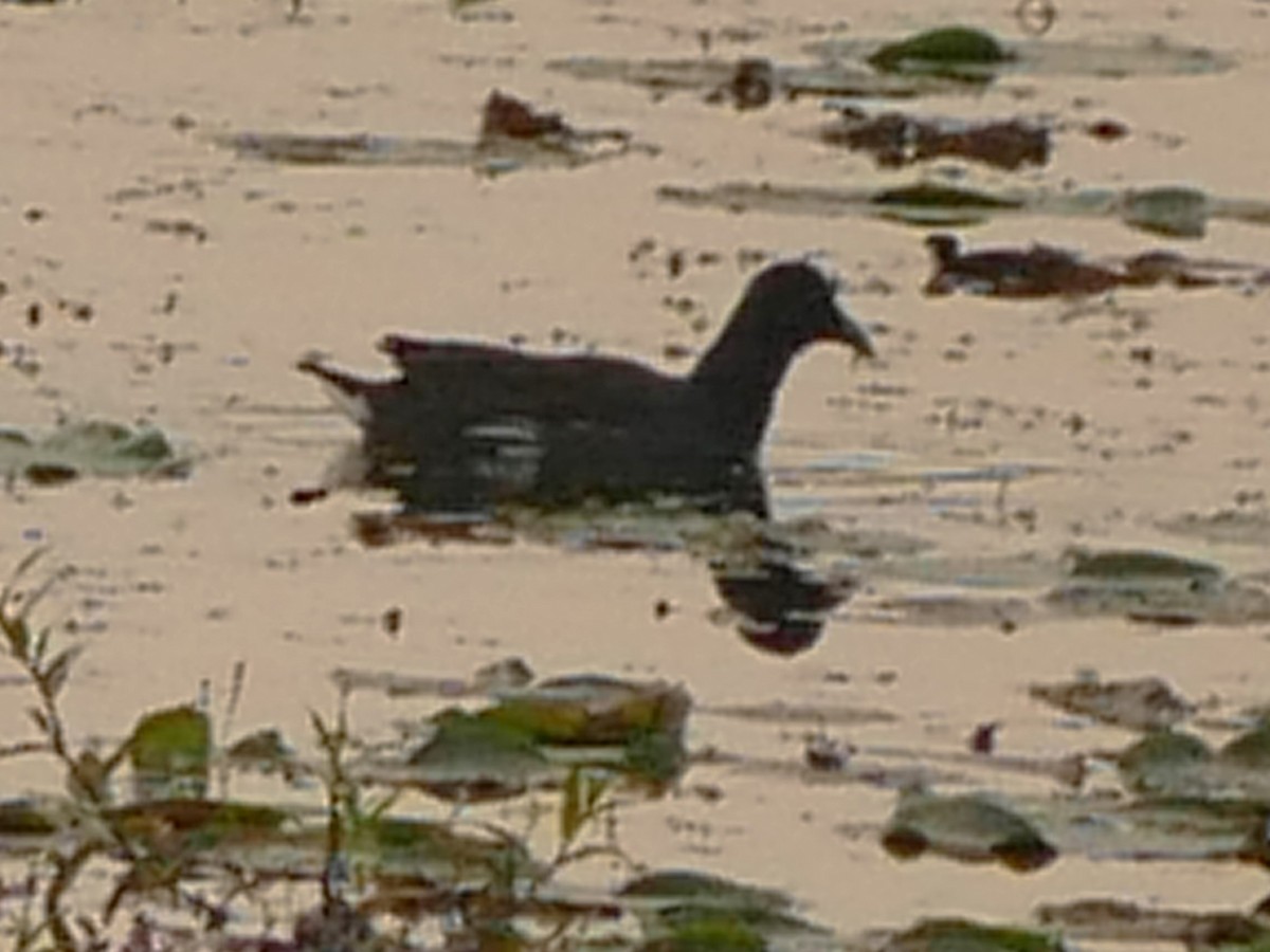 Common Gallinule - ML623918525