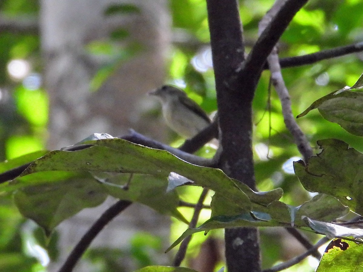 Manakin à gorge blanche - ML623918527