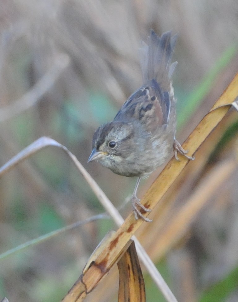 Swamp Sparrow - ML623918528