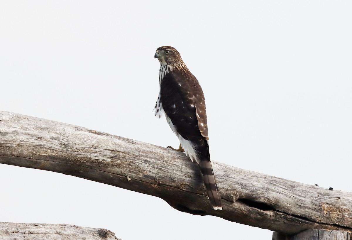 Cooper's Hawk - ML623918564