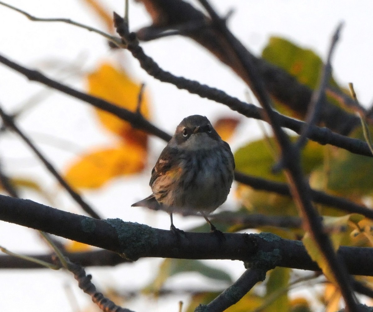 Yellow-rumped Warbler - Kurt Hennige