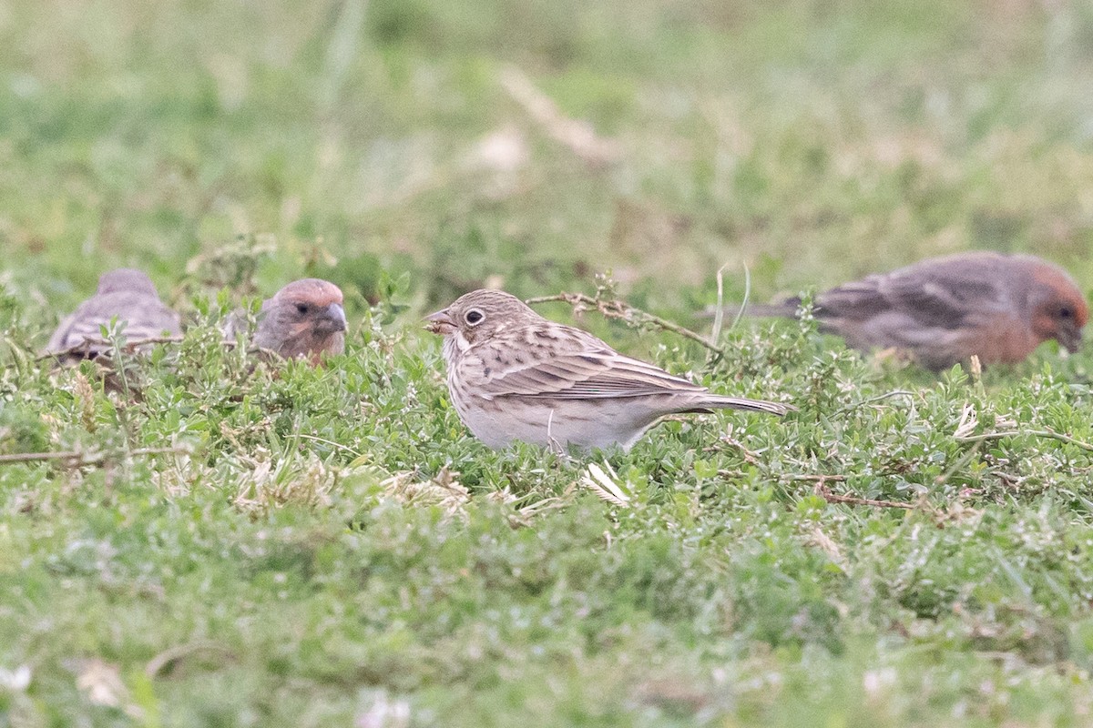 Vesper Sparrow - Nathan French