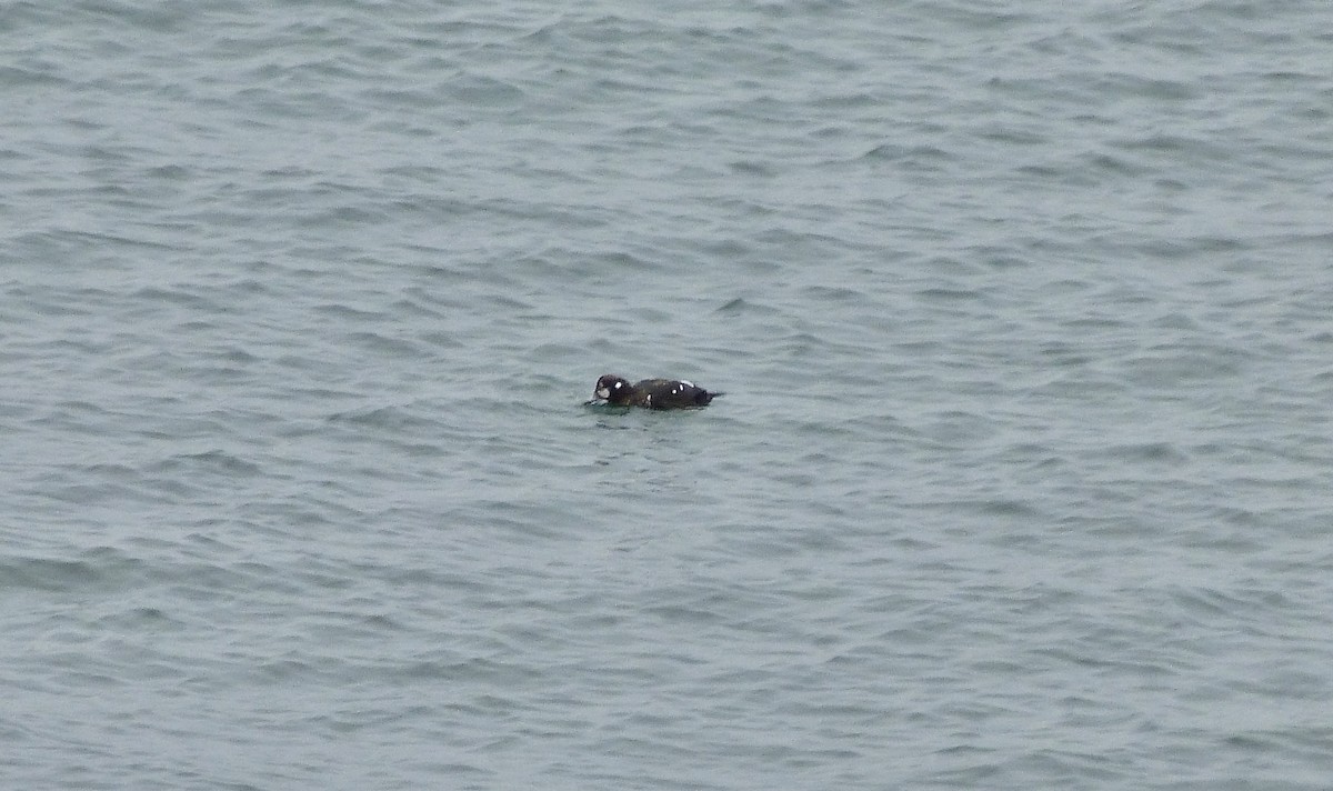 Harlequin Duck - ML623918609