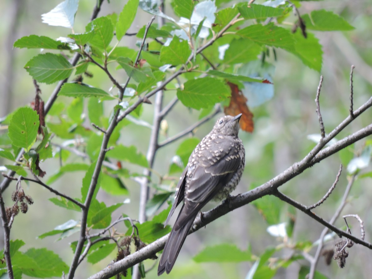 Townsend's Solitaire - ML623918611