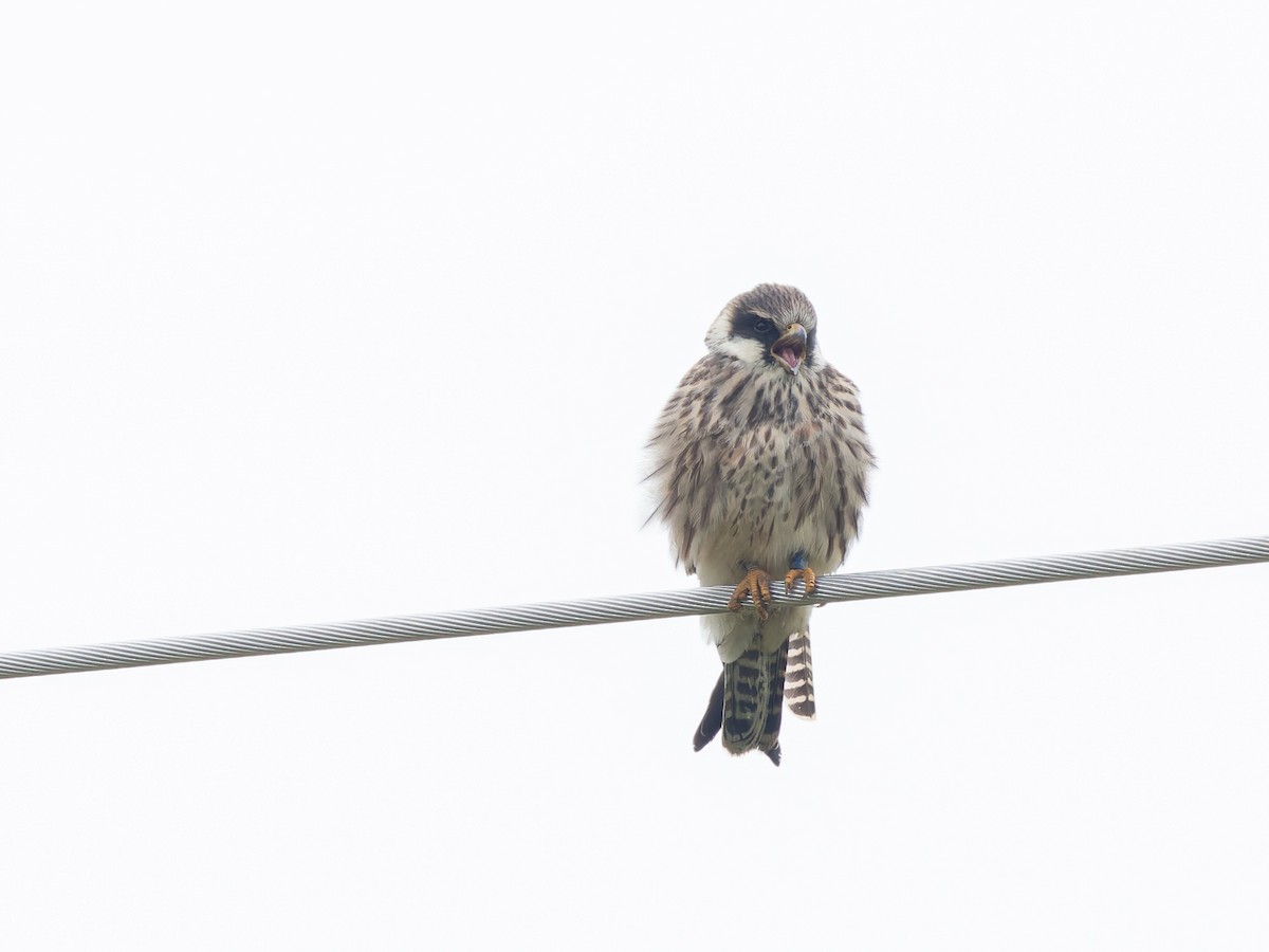 Red-footed Falcon - ML623918612
