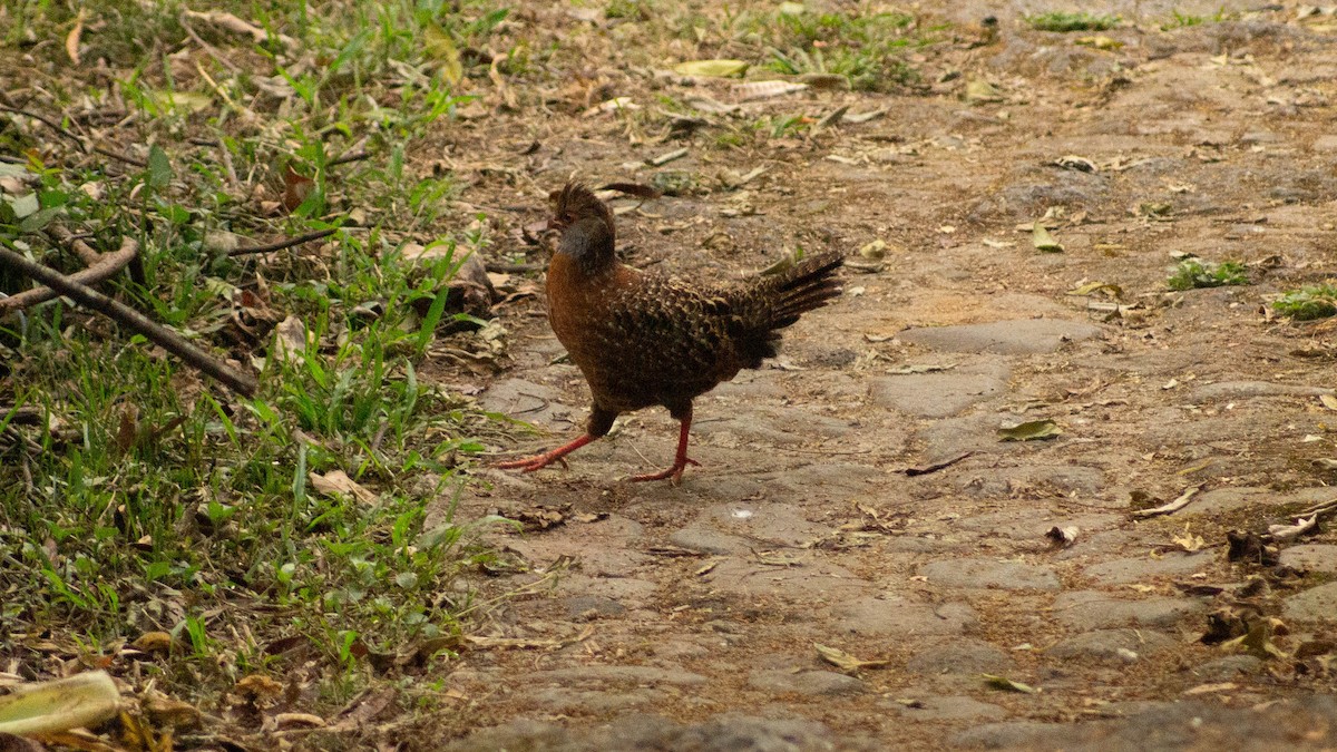 Bearded Wood-Partridge - ML623918621